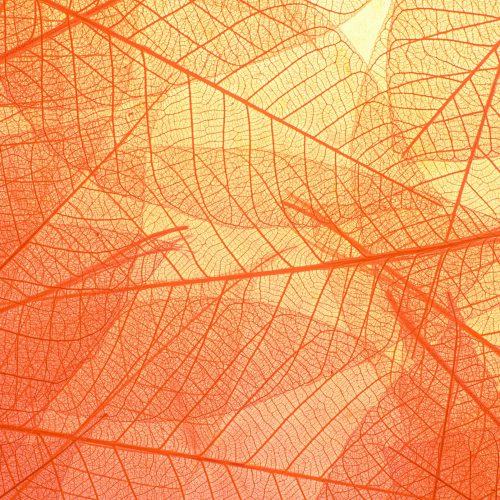 pexels-neosiam-4498792